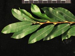 Salix ×dichroa. Mature foliage.
 Image: D. Glenny © Landcare Research 2020 CC BY 4.0